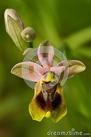 Wild Sawfly Orchid flower - Ophrys tenthredinifera Stock Photo