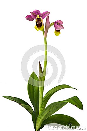 Wild Sawfly Orchid over white - Ophrys tenthredinifera subps. guimaraesii Stock Photo