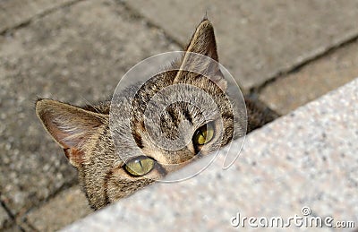 Wild tabby cat hiding behing flower pot Stock Photo