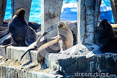 Wild Sea Lions under the sun on the Pier near Playa Caleta Portales Stock Photo