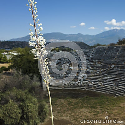 Wild sea squill flowers bloom on ruins of Theatre in Letoon Ancient City in village Kumluova. Short focus Stock Photo