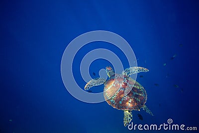 Wild sea turtle and blue sea abyss. Sea tortoise swims in deep blue ocean. Stock Photo