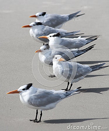 Wild Seagulls on the Beach Stock Photo