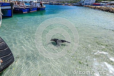 A wild seal swimming in the harbour at noordhoek in capetown,south africa Editorial Stock Photo