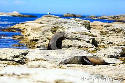 Wild seals at Seal colony coastal in Kaikoura, New Zealand Stock Photo