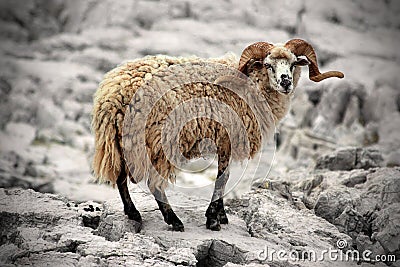 Wild sheep Stock Photo