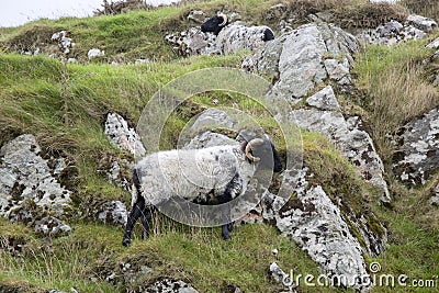 Wild Sheep; Connemara Stock Photo