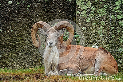 Wild sheep Urial, Ovis orientalis vignei, in the nature habitat. Sheep Urial sitting in the grass, rock in the background. Wildlif Stock Photo