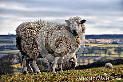 Wild sheep in the yorkshire dales, england Stock Photo