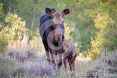 Cow and Calf On The Move. Shiras Moose of The Colorado Rocky Mountains Stock Photo