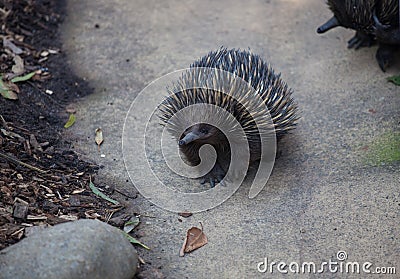 Wild short-beaked echidna ,Tachyglossus aculeatus, walking in the zoo. Australia. Stock Photo