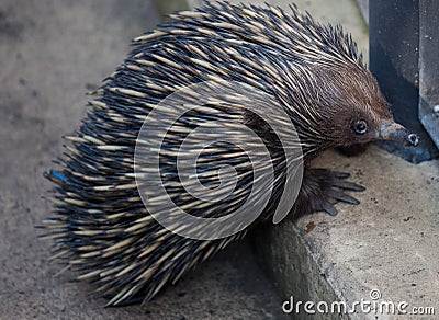 Wild short-beaked echidna ,Tachyglossus aculeatus, walking in the zoo. Australia. Stock Photo