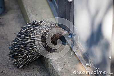 Wild short-beaked echidna ,Tachyglossus aculeatus, walking in the zoo. Australia. Stock Photo