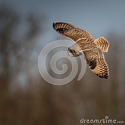 Wild Short eared owl banking round in flight (Asio flammeus) Stock Photo