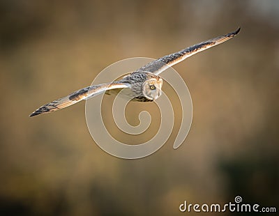 Wild Short eared owl in flight with straight wings (Asio flammeus) Stock Photo