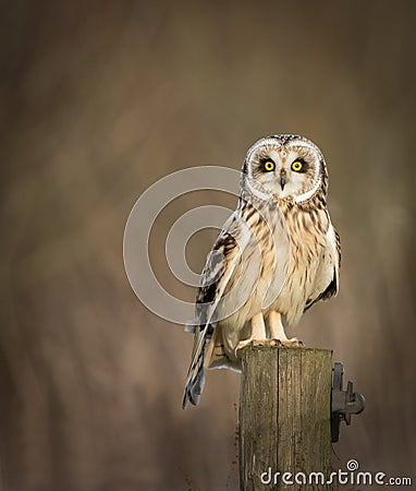 Wild Short eared owl sitting on fence post and looking Stock Photo