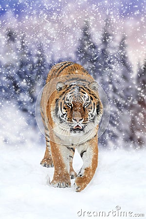 Wild siberian tiger Stock Photo