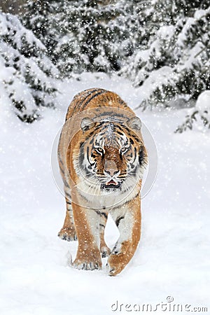 Wild siberian tiger Stock Photo