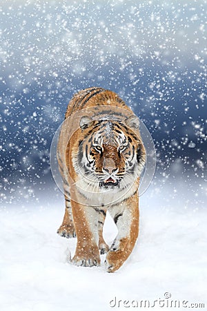 Wild siberian tiger Stock Photo