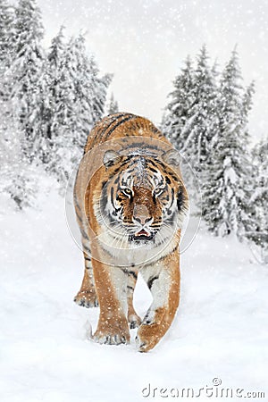 Wild siberian tiger Stock Photo