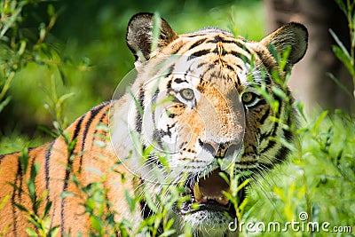 Wild siberian tiger in the jungle Stock Photo