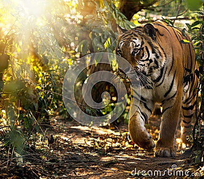 Wild Siberian tiger on nature Stock Photo