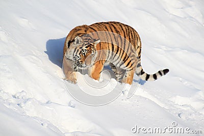 A wild siberian tiger walks on white snow. Stock Photo