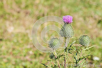 Wild silymarin flower. The main ingredient of liver drugs Stock Photo