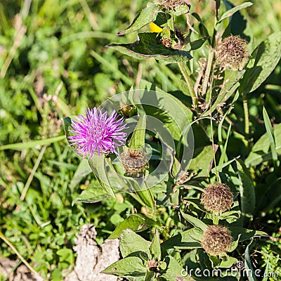 Wild silymarin flower. The main ingredient of liver drugs Stock Photo