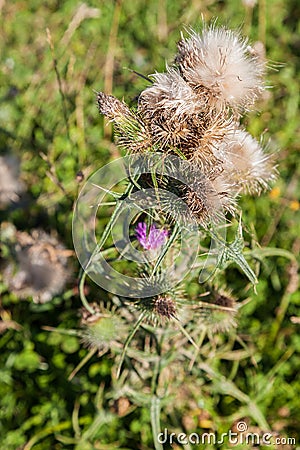 Wild silymarin flower. The main ingredient of liver drugs Stock Photo