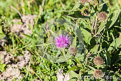 Wild silymarin flower. The main ingredient of liver drugs Stock Photo