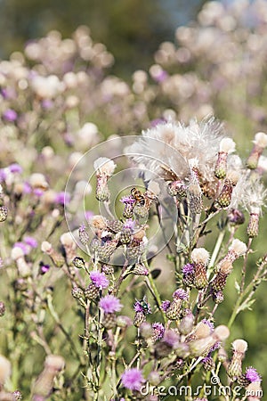 Wild silymarin flower. The main ingredient of liver drugs Stock Photo