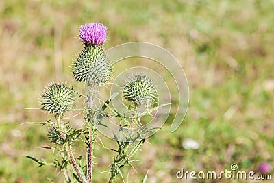 Wild silymarin flower. The main ingredient of liver drugs Stock Photo