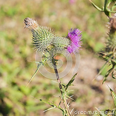 Wild silymarin flower. The main ingredient of liver drugs Stock Photo