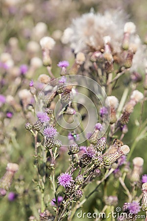 Wild silymarin flower. The main ingredient of liver drugs Stock Photo