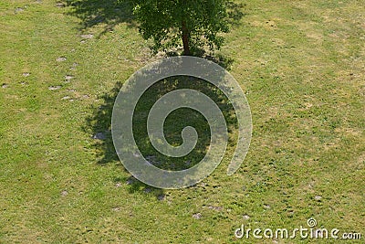 Wild Single domesticated apple tree on green grass Stock Photo