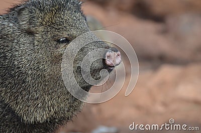 Wild skunk boar standing in the wild Stock Photo