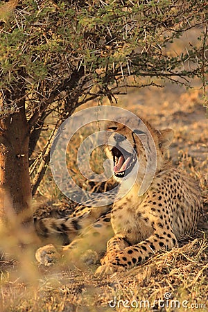 Wild sleepy cheetah cub resting in the shade and yawn Stock Photo