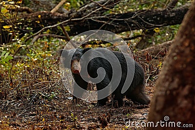 Wild sloth bear, Melursus ursinus, in the forest of Wilpattu national park, Sri Lanka. Sloth bear staring directly at camera, wild Stock Photo