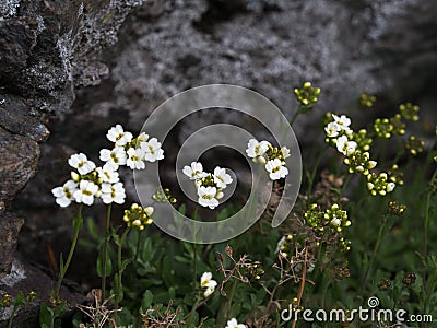 Wild small flowers in the forest in spring. A plant Draba in bloom, close up, selective focus. Stock Photo