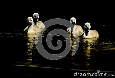 Wild small swans on the surface. Stock Photo