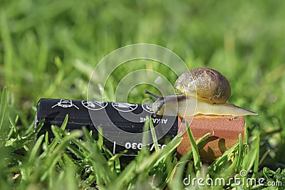 Wild snail crawling on discarded battery in polluted ecosystem,nature animals Stock Photo