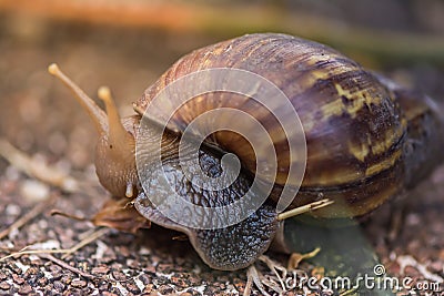 Wild Snail Stock Photo