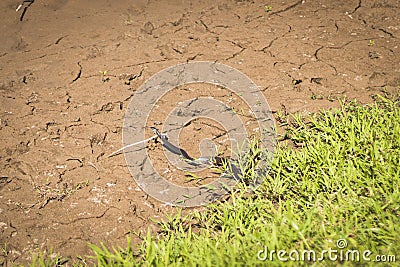 A wild snake hunting for a frog in mudy surface Stock Photo