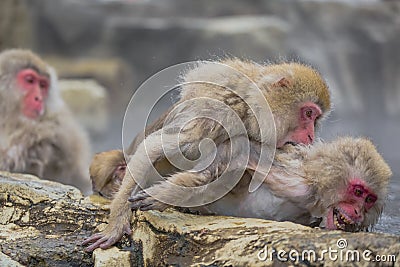 Wild Snow Monkey Attack Stock Photo