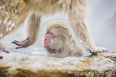 Wild Snow Monkey , Framed and Oblivious Stock Photo