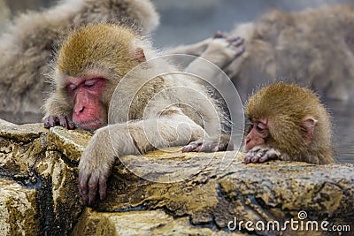 Wild Snow Monkey Mom Asleep on the Rocks Stock Photo