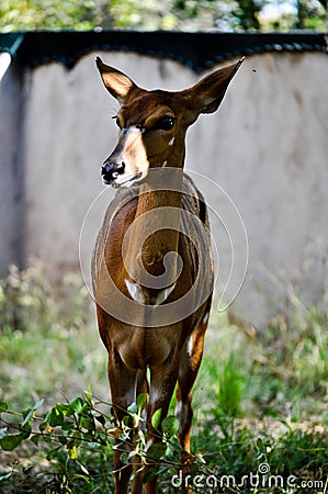 Wild Southafrican gazelle looking Stock Photo