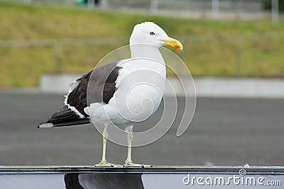 Southern Black-backed Gull Stock Photo