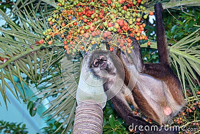 A wild spider monkey male hunting for some betel nuts on a betel palm tree. Stock Photo
